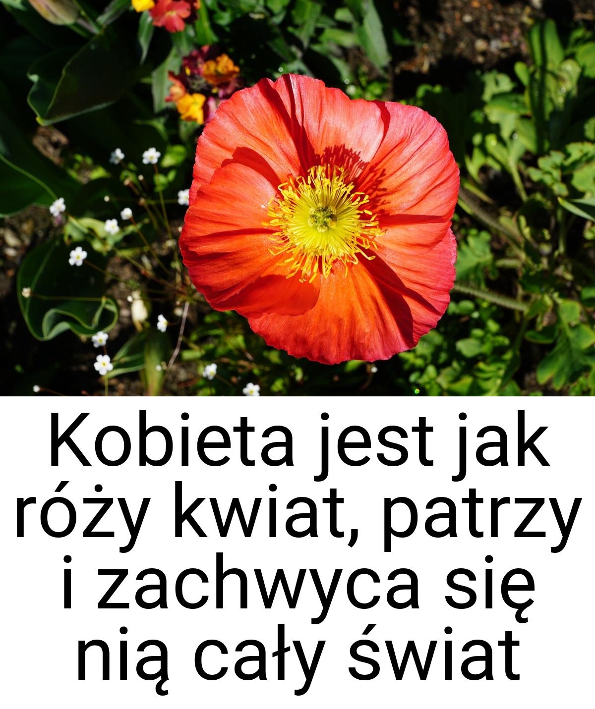 Kobieta jest jak róży kwiat, patrzy i zachwyca się nią cały