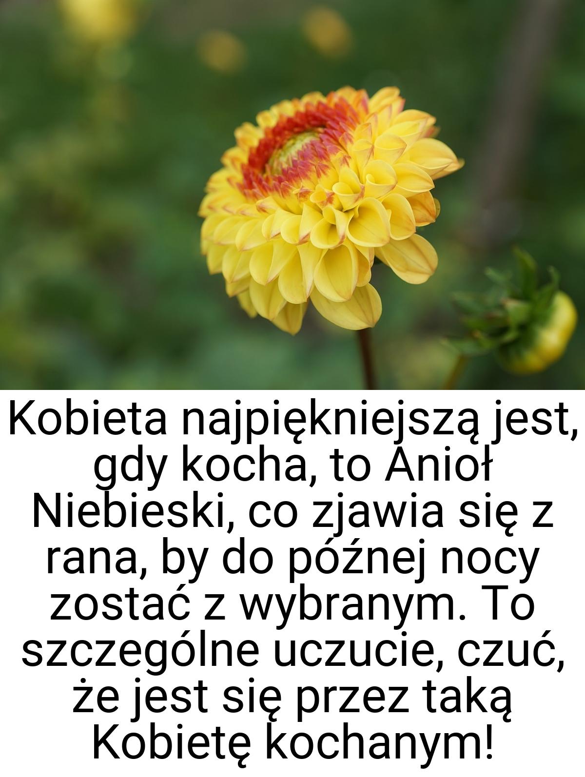 Kobieta najpiękniejszą jest, gdy kocha, to Anioł Niebieski