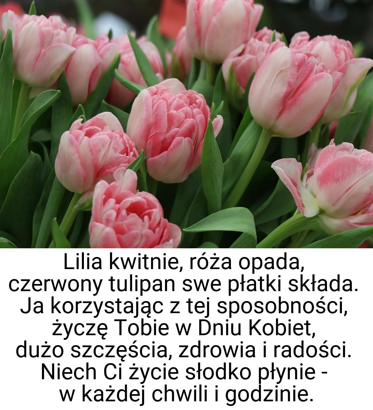 Lilia kwitnie, róża opada, czerwony tulipan swe płatki