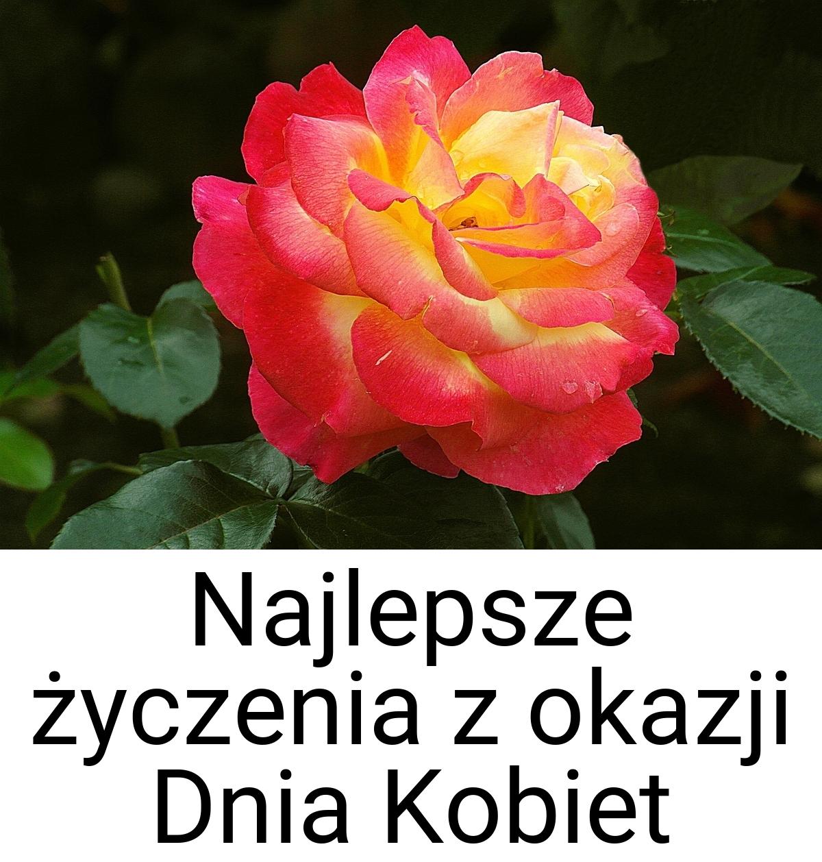 Najlepsze życzenia z okazji Dnia Kobiet