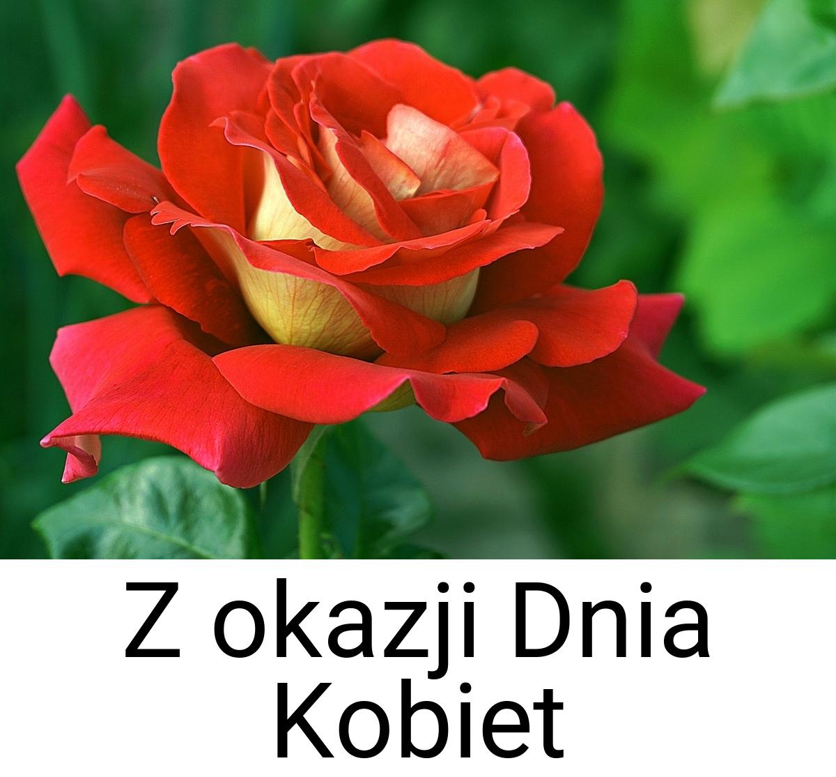 Z okazji Dnia Kobiet