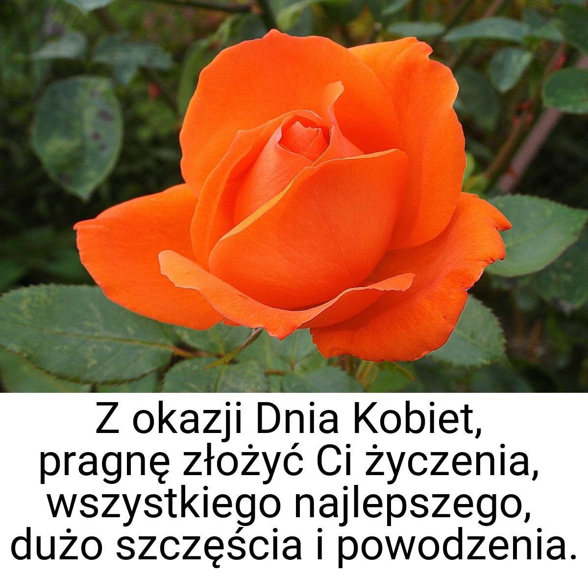 Z okazji Dnia Kobiet, pragnę złożyć Ci życzenia