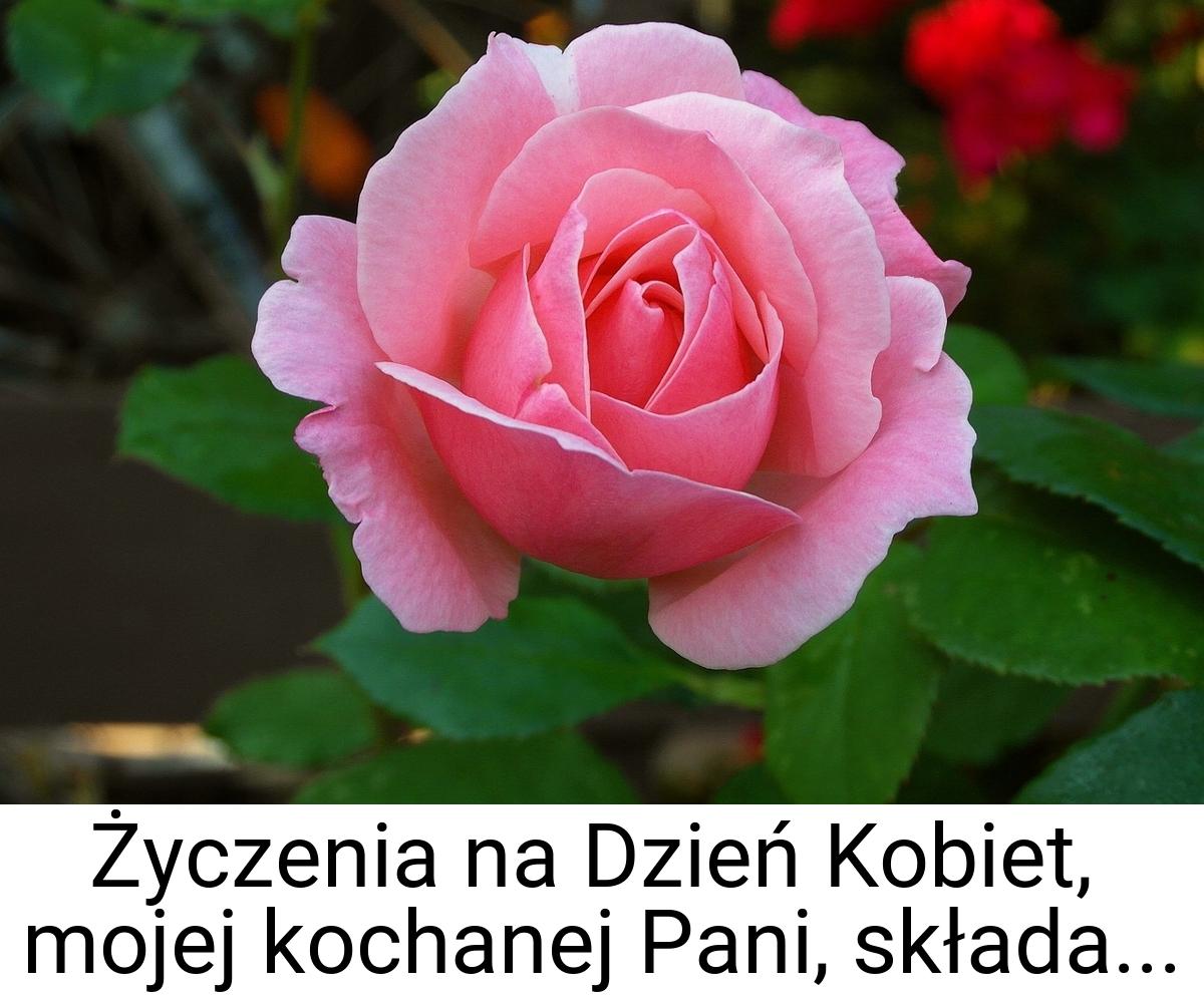 Życzenia na Dzień Kobiet, mojej kochanej Pani, składa