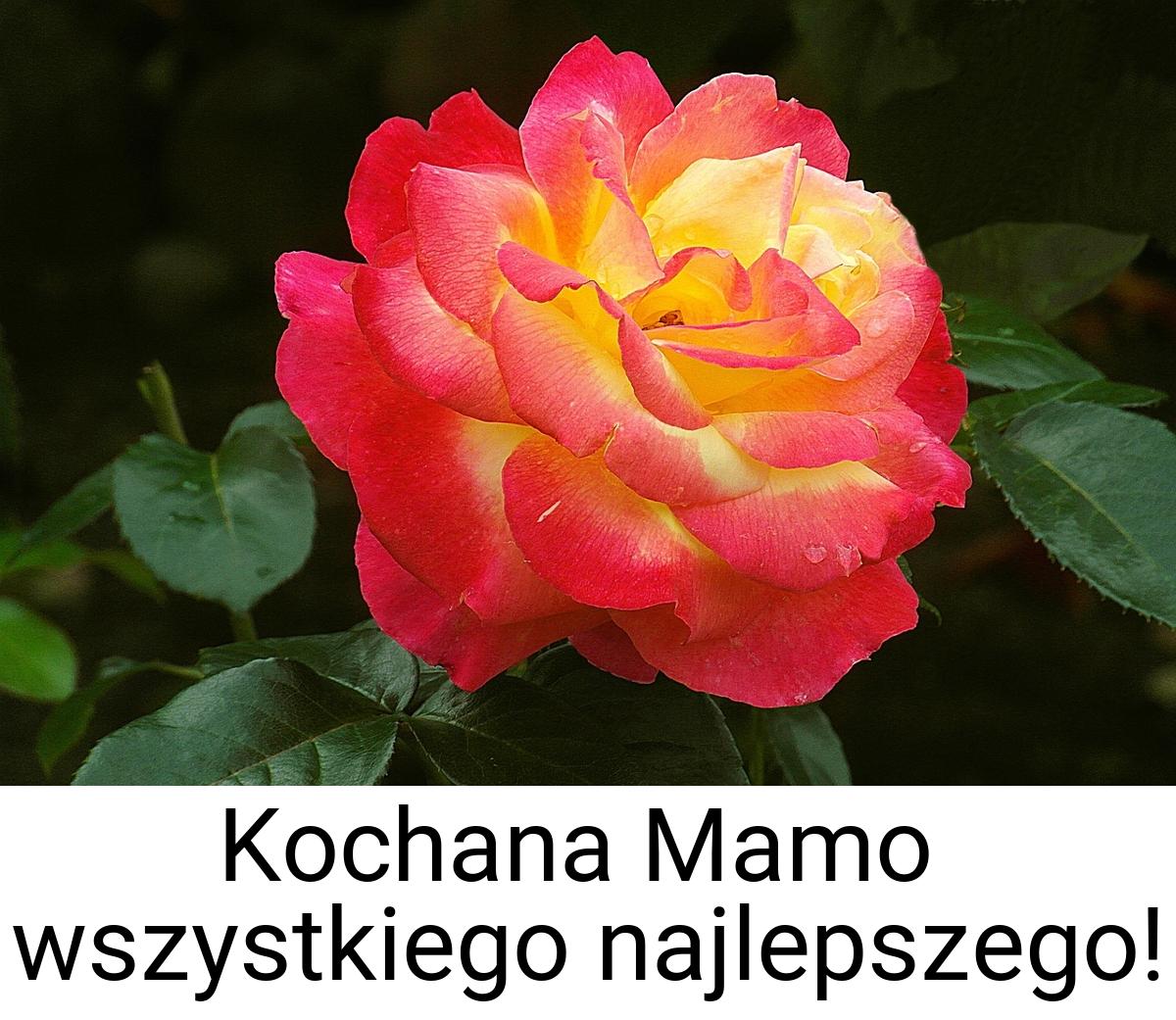 Kochana Mamo wszystkiego najlepszego