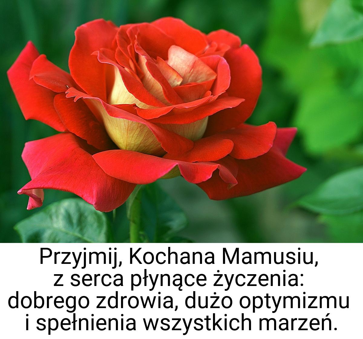 Przyjmij, Kochana Mamusiu, z serca płynące życzenia