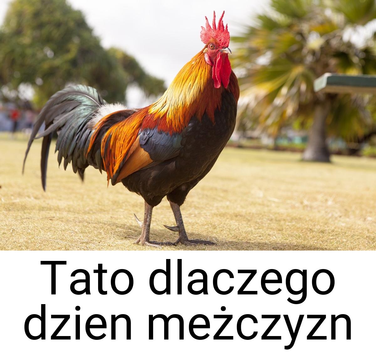 Tato dlaczego dzien meżczyzn