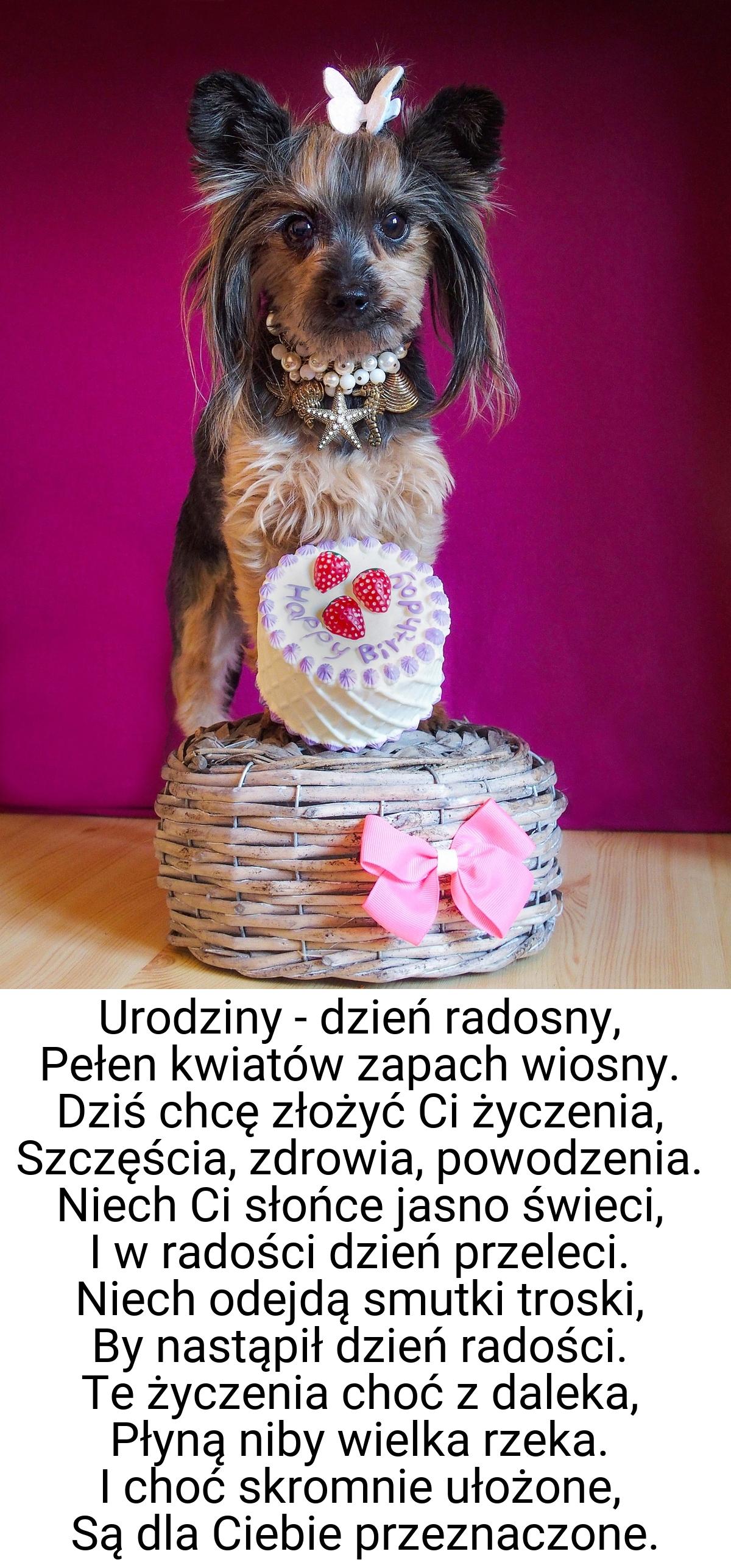 Urodziny - dzień radosny, Pełen kwiatów zapach wiosny. Dziś