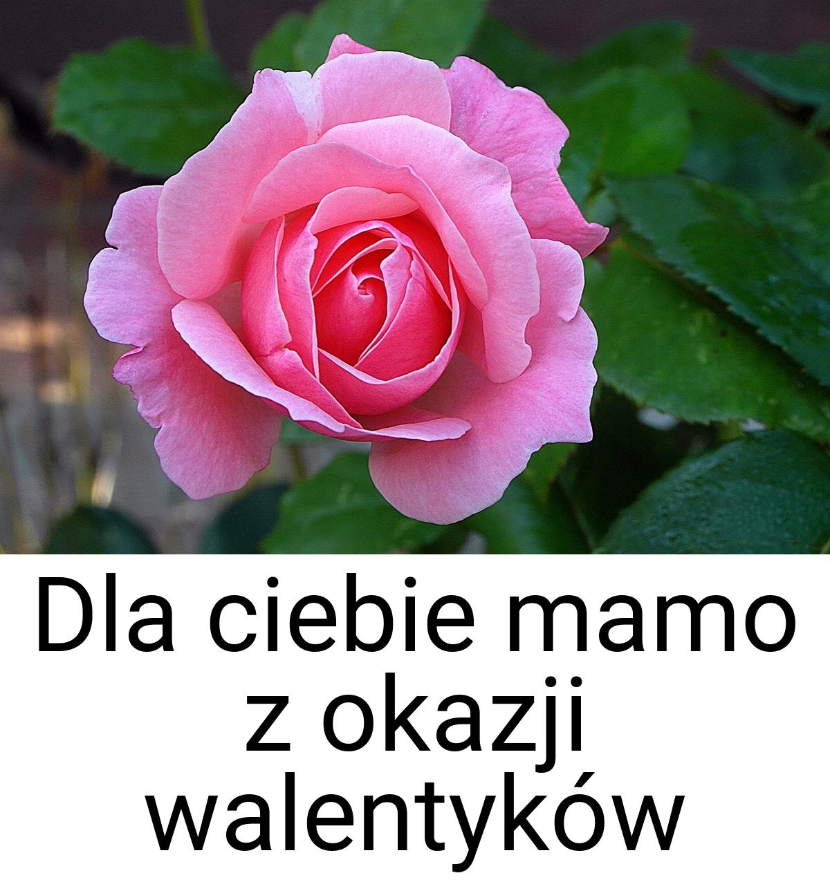 Dla ciebie mamo z okazji walentyków