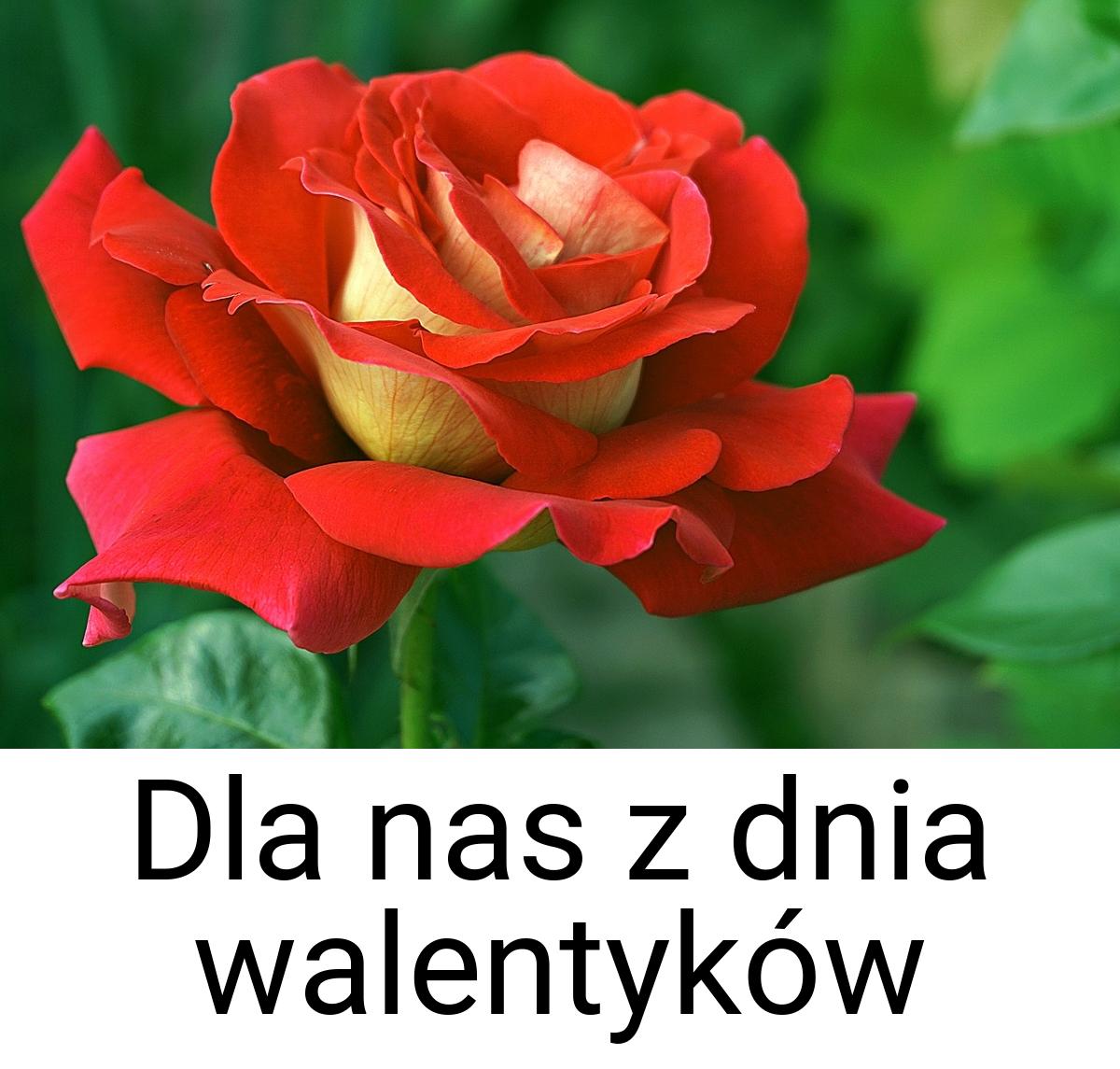 Dla nas z dnia walentyków