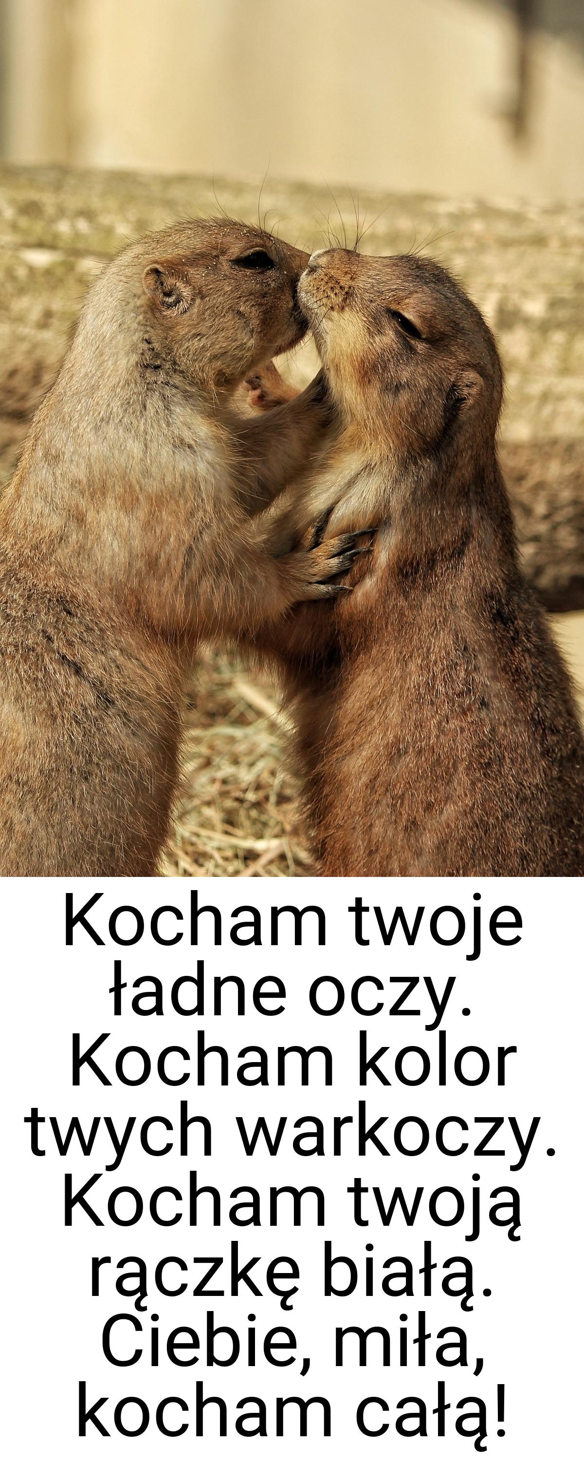 Kocham twoje ładne oczy. Kocham kolor twych warkoczy