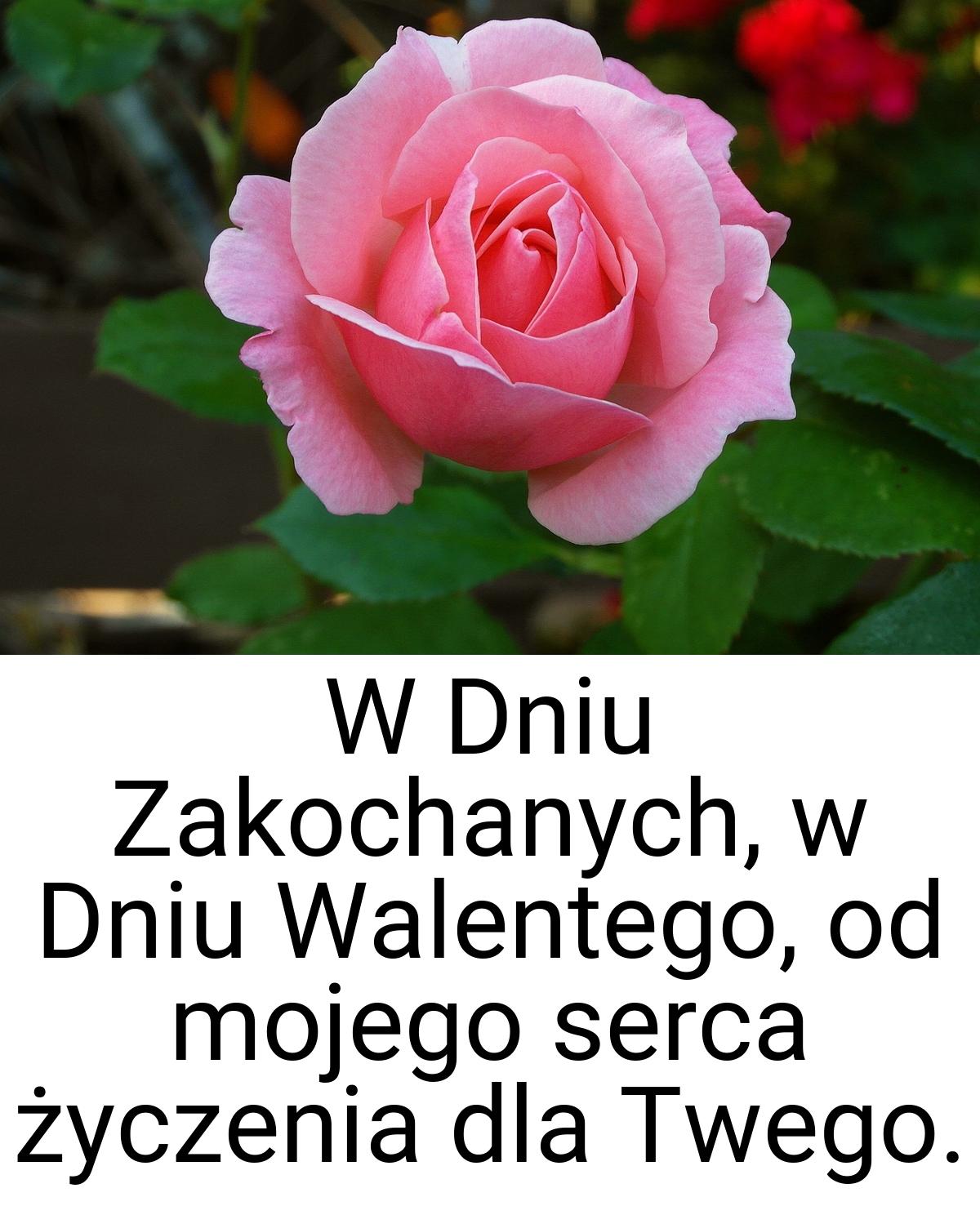 W Dniu Zakochanych, w Dniu Walentego, od mojego serca