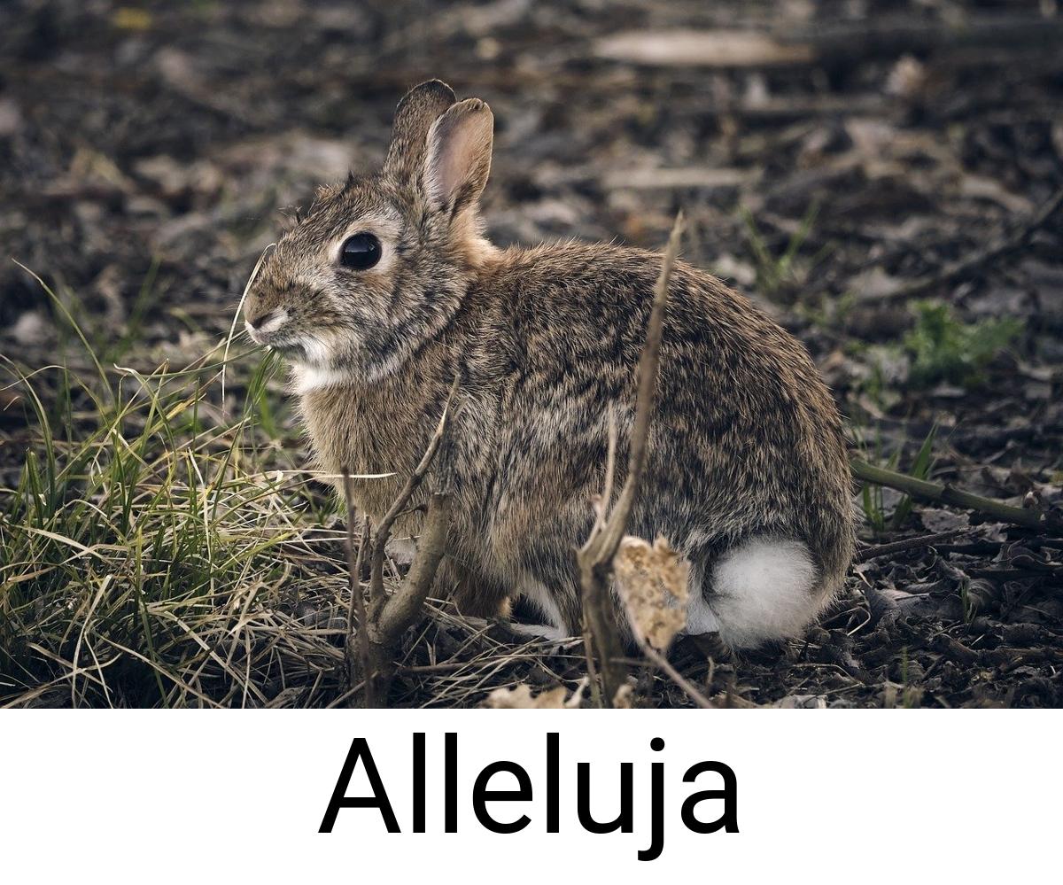 Alleluja