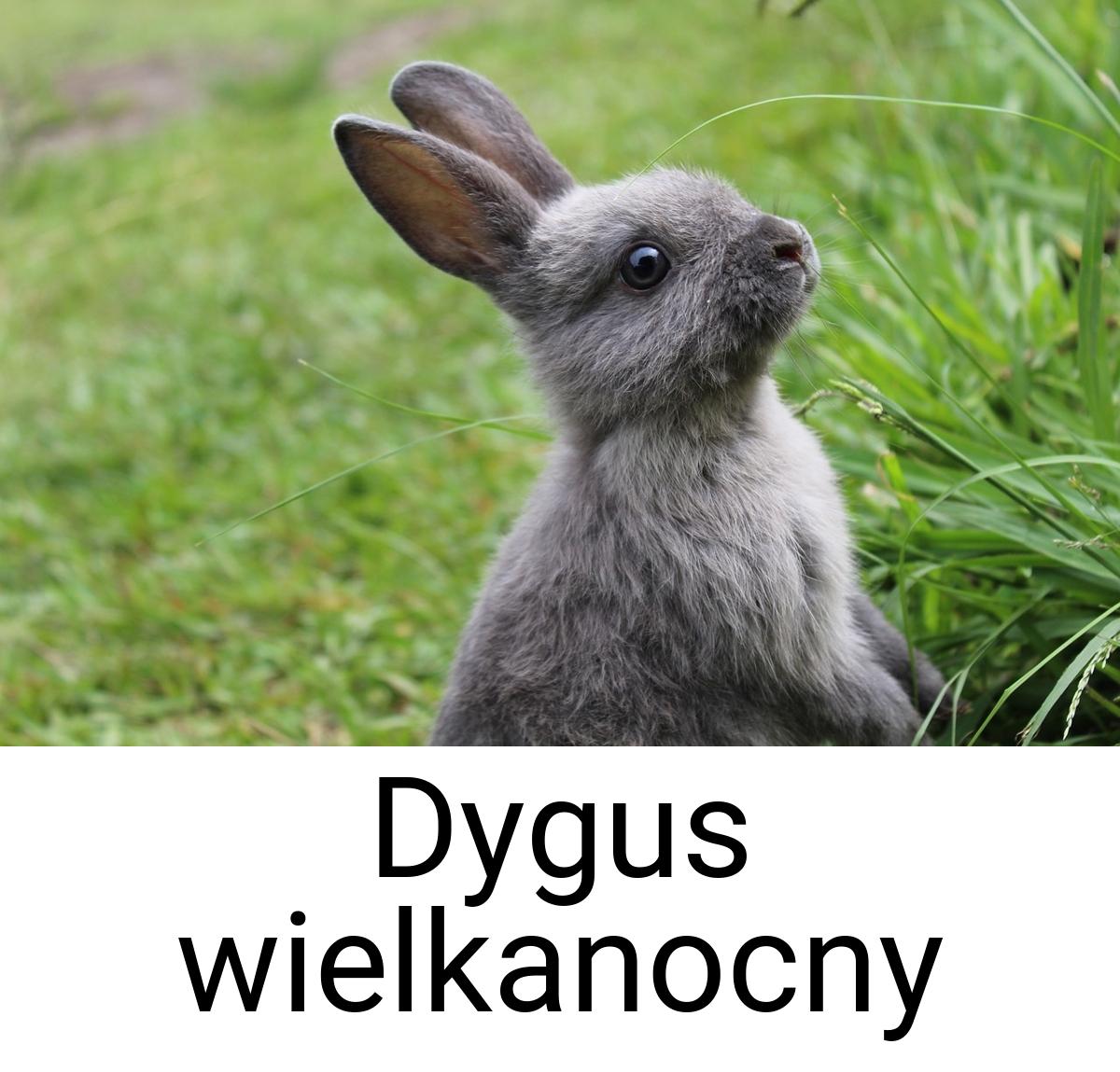 Dygus wielkanocny