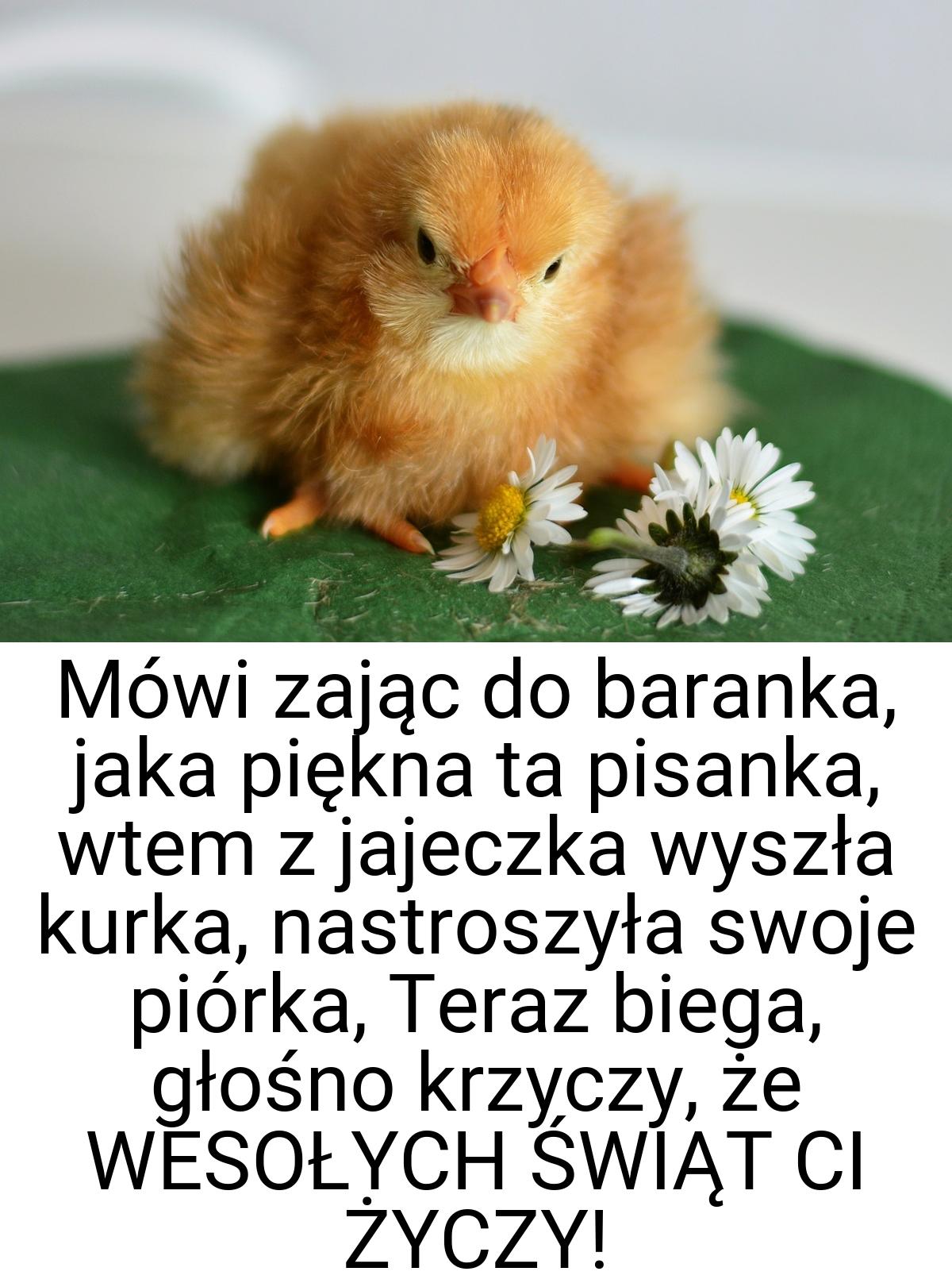 Mówi zając do baranka, jaka piękna ta pisanka, wtem z