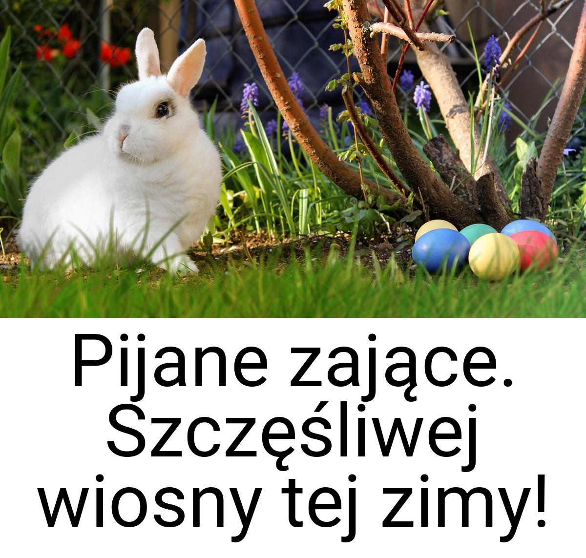 Pijane zające. Szczęśliwej wiosny tej zimy