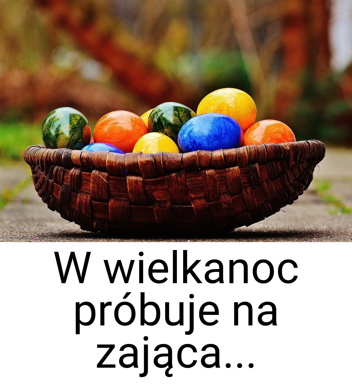 W wielkanoc próbuje na zająca