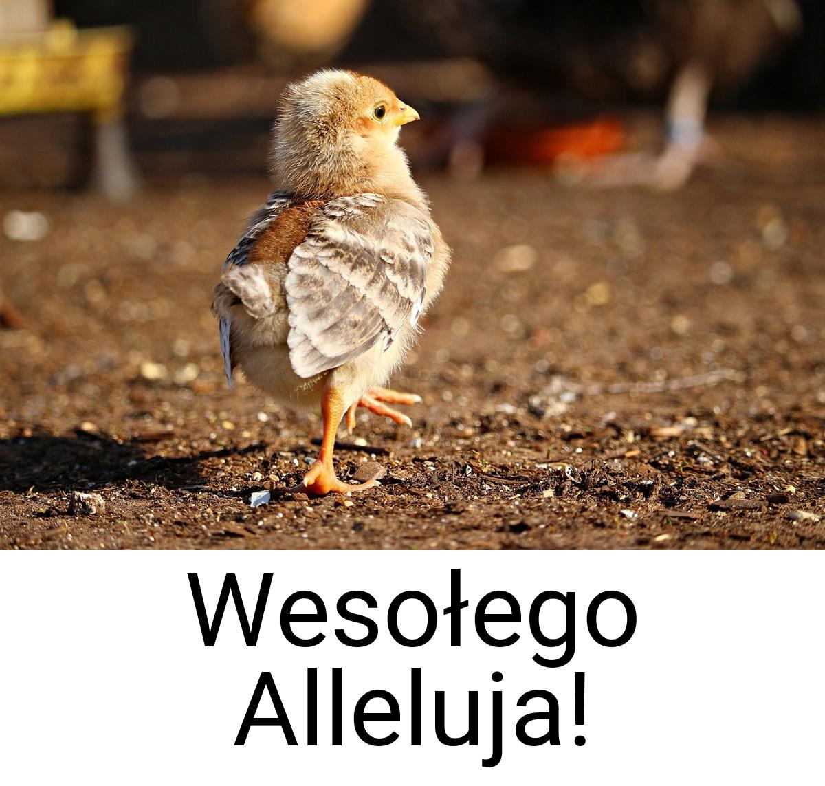 Wesołego Alleluja