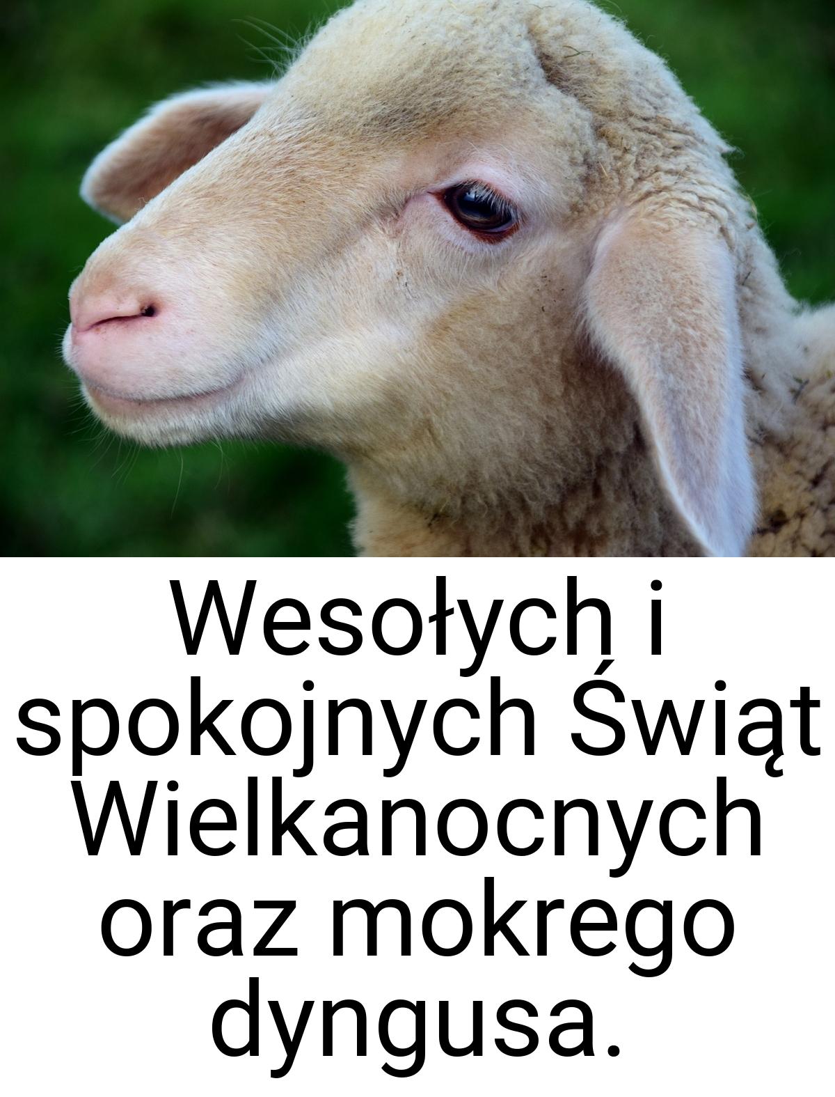 Wesołych i spokojnych Świąt Wielkanocnych oraz mokrego