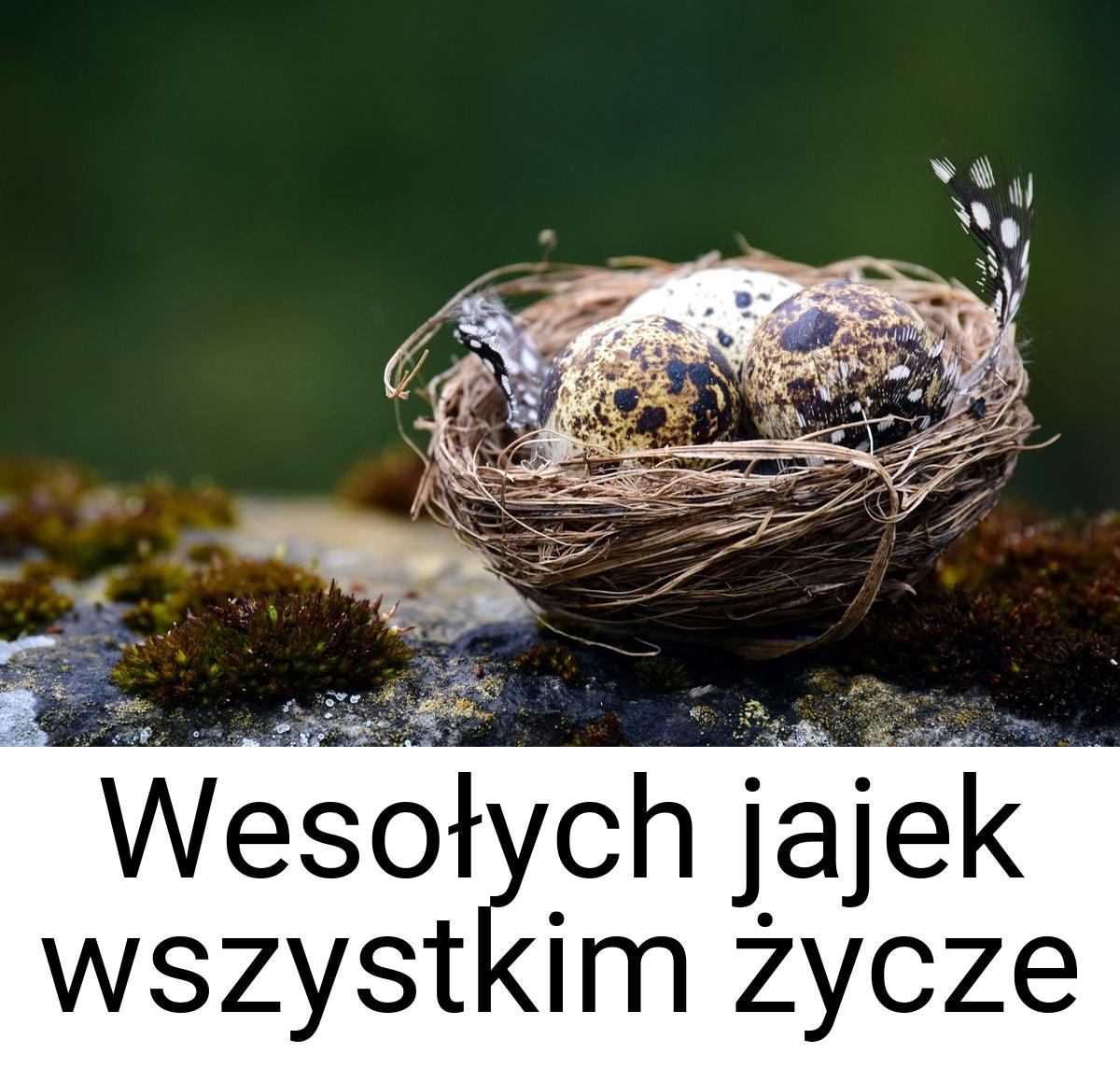 Wesołych jajek wszystkim życze