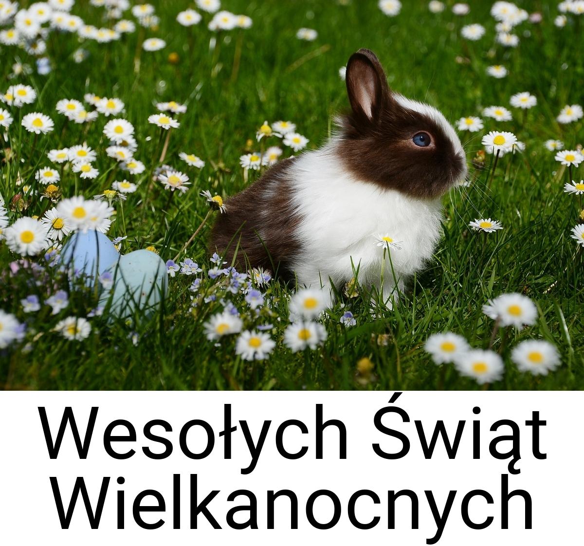 Wesołych Świąt Wielkanocnych