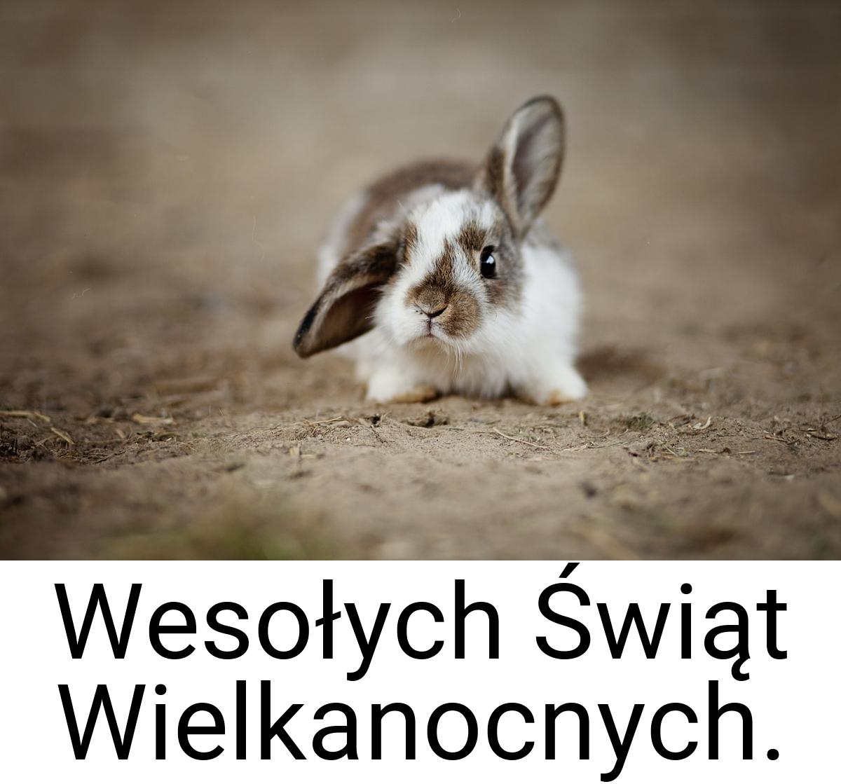 Wesołych Świąt Wielkanocnych