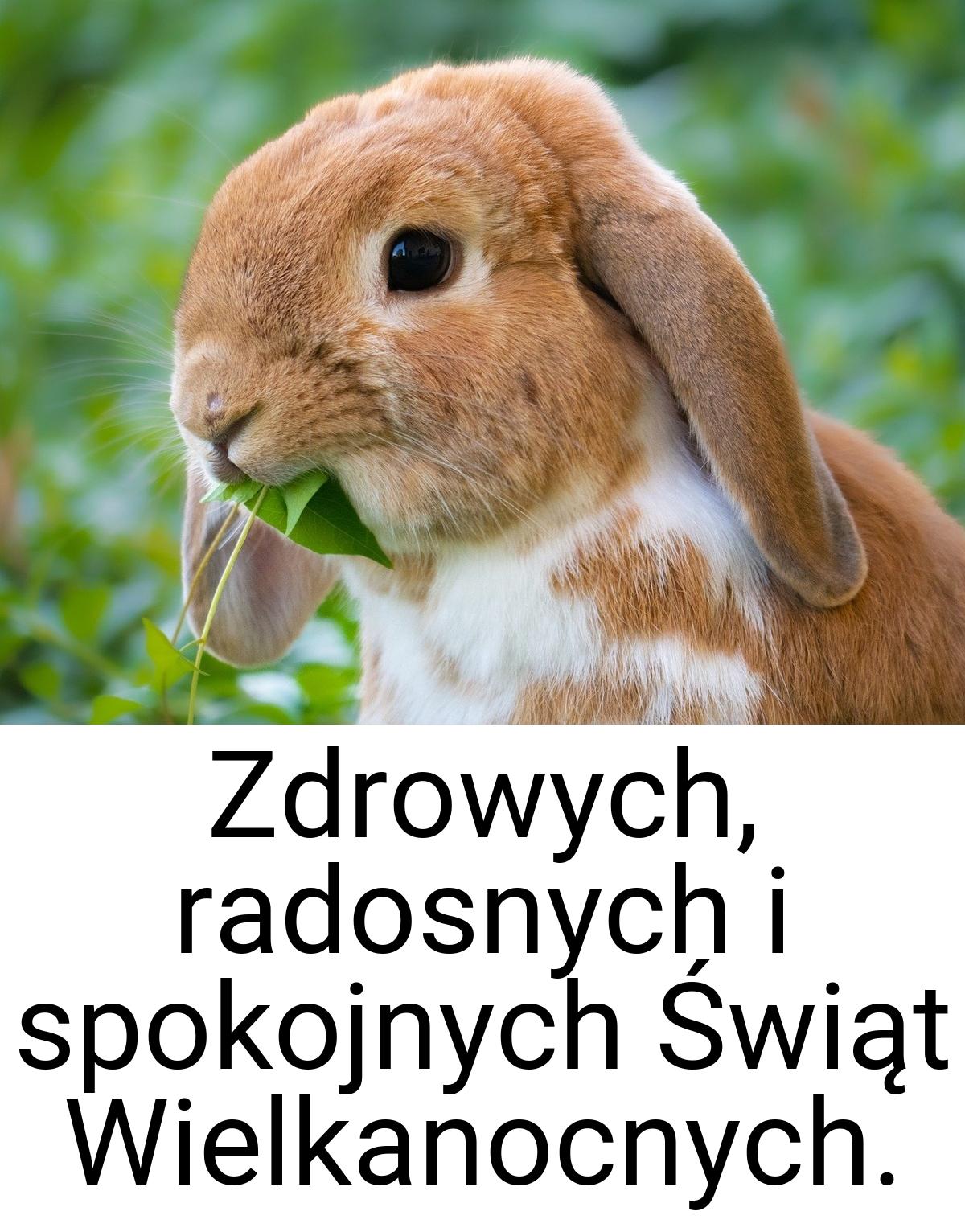 Zdrowych, radosnych i spokojnych Świąt Wielkanocnych